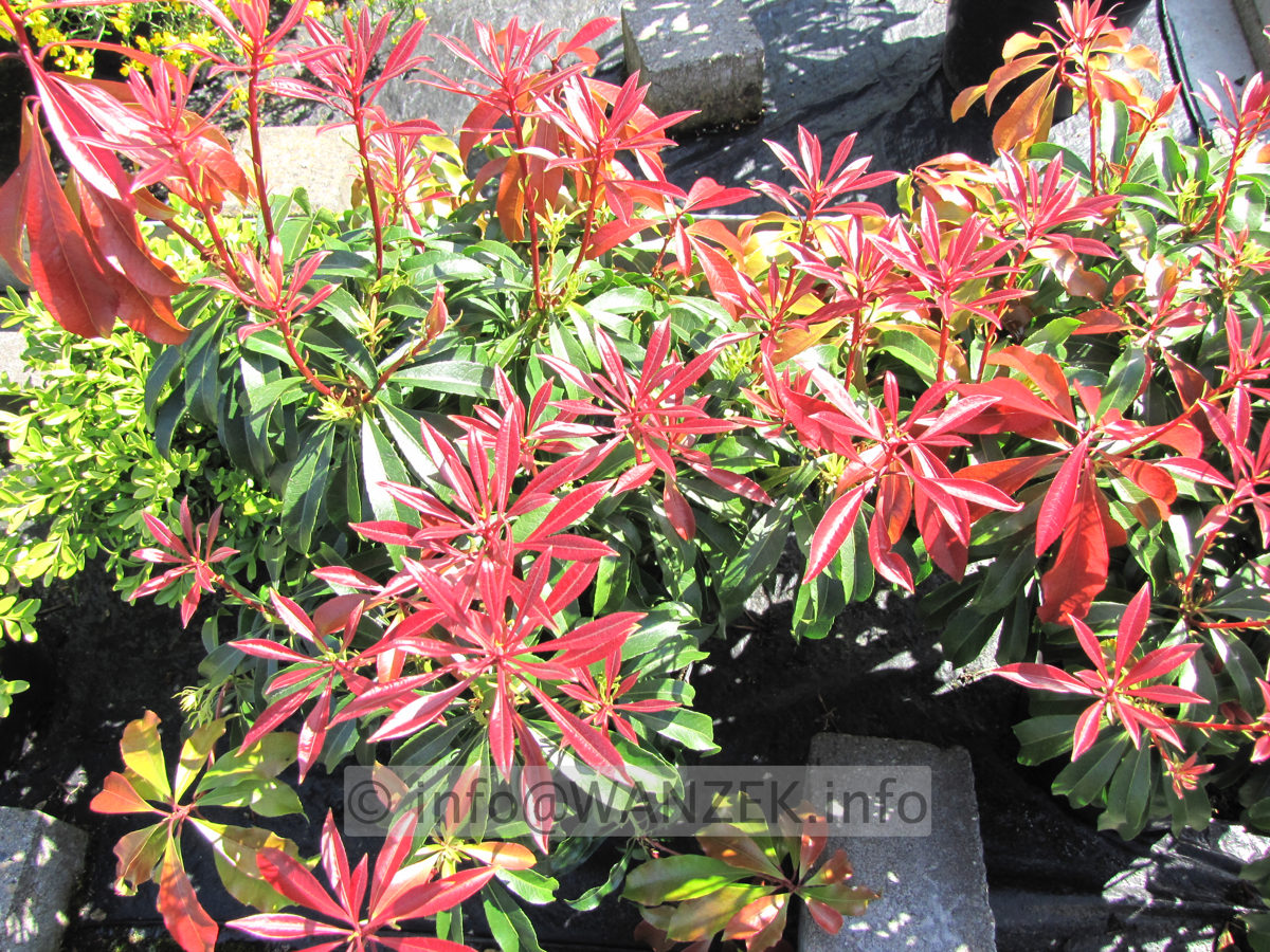 Pieris japonica Mountain Fire - Austrieb03.JPG